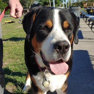 Stainless Steel Large Dog Choke Collar